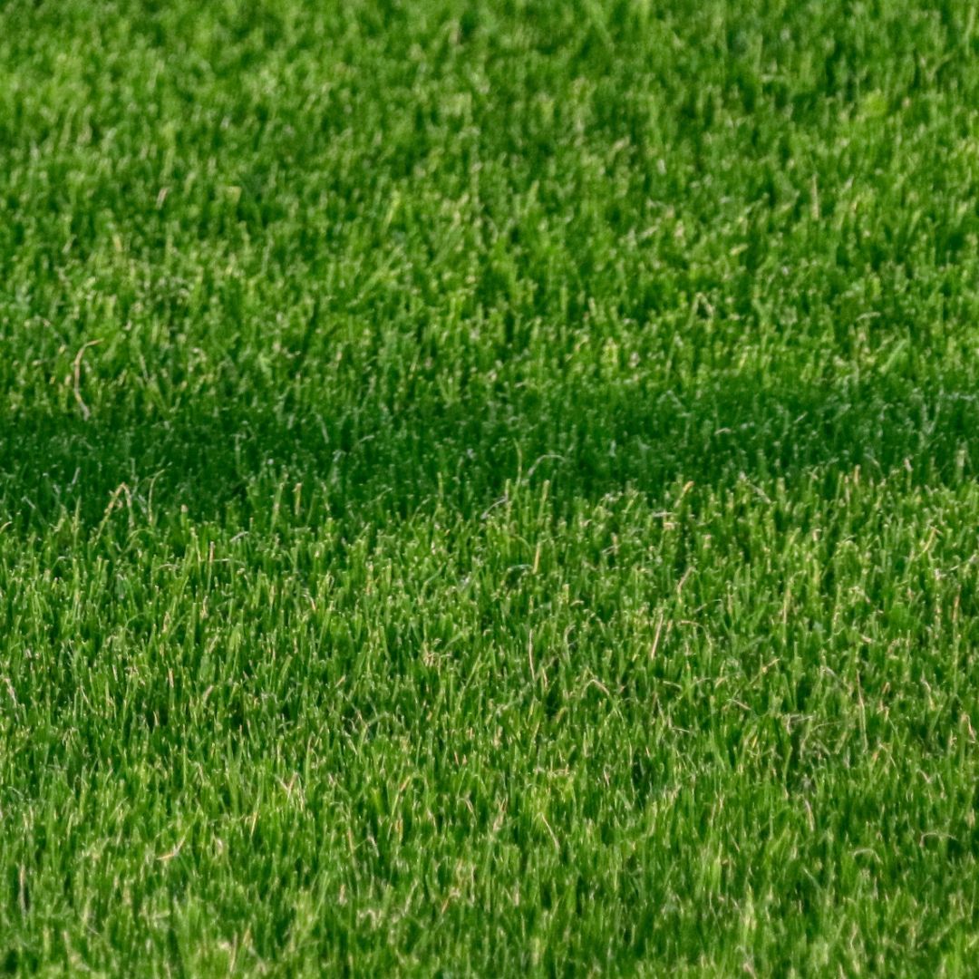 Pasto de cancha de futbol.